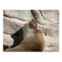 Sea Lion Postcards