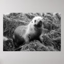 Sea Lion poster posters