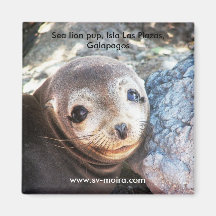 Sea lion pup, Isla Las Plazas, Galapagos Refrigerator Magnets