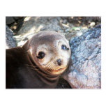 Sea lion pup, Isla Las Plazas, Galapagos Postcard