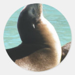 sea lion round sticker