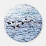 Sea Lion Steller Magnet