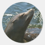 Sea Lion Stickers