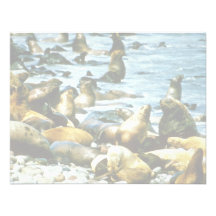 Sea Lions Custom Announcement