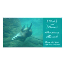 Sea Lions Customizable Save This Date Photo Card