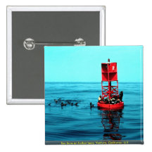 Sea lions on harbour buoy, Ventura, California, U. Pin