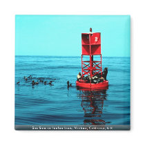 Sea lions on harbour buoy, Ventura, California, U. Fridge Magnet