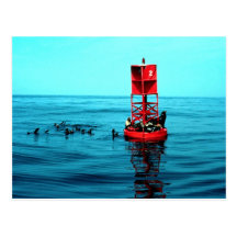 Sea lions on harbour buoy, Ventura, California, U. Post Cards