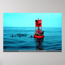 Sea lions on harbour buoy, Ventura, California, U. Poster