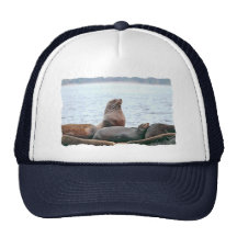 Sea Lions Photo Hats