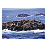 Sea Lions - Pt. Lobos State Preserve Custom Announcements