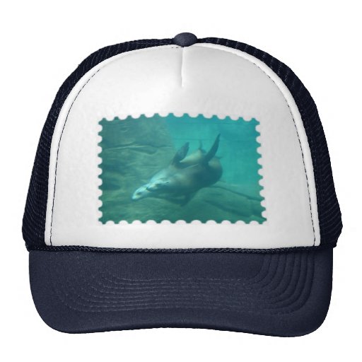 Sea Lions Stamp Hat