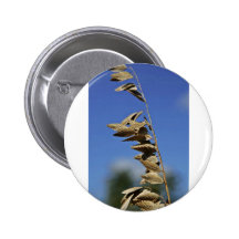 Sea oats panicle with spikelets buttons