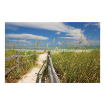 Sea oats Uniola paniculata) growing by beach, Photographic Print
