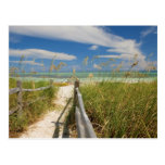 Sea oats Uniola paniculata) growing by beach, Post Card