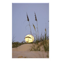 Sea Oats Uniola paniculata) growing on sand