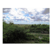 Sea Of Grass Post Cards