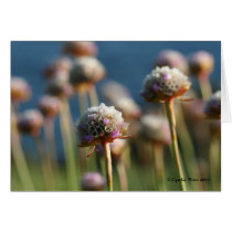 Sea of Thrift cards