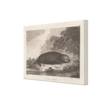 Sea otter, British Columbia Gallery Wrapped Canvas