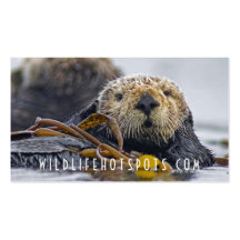 Sea Otter Business Card Templates
