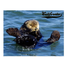 Sea Otter California Postcard