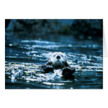 Sea Otter Cards