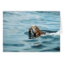 Sea Otter Cards