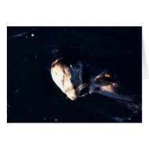 Sea Otter Greeting Cards