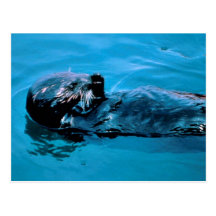 Sea Otter oil Post Cards