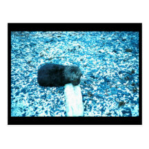 Sea Otter Post Card