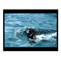 Sea Otter Post Card