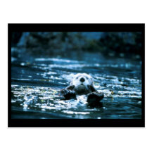 Sea Otter Post Card