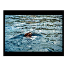 Sea Otter Post Cards