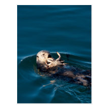 Sea Otter Postcard