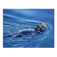 Sea Otter Postcard
