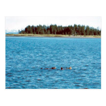 Sea Otter Postcard