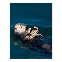 Sea Otter Postcard
