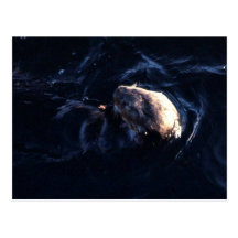 Sea Otter Postcards