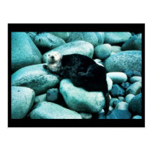 Sea Otter Postcards