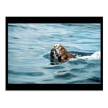 Sea Otter Postcards