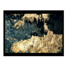 Sea Otter Postcards