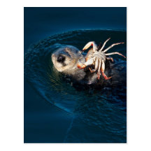 Sea Otter Postcards