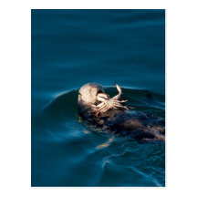 Sea Otter Postcards