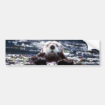 Sea Otter Swimming Bumper Stickers