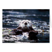 Sea Otter Swimming Greeting Cards