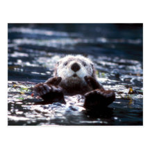 Sea Otter Swimming Postcards