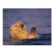 Sea Otters, Enhydra lutris 2 Postcards