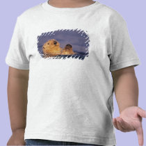 Sea Otters, Enhydra lutris 2 t-shirts