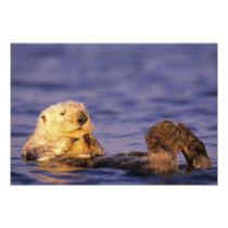 Sea Otters, Enhydra lutris 4