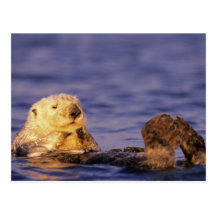 Sea Otters, Enhydra lutris 4 Postcard
